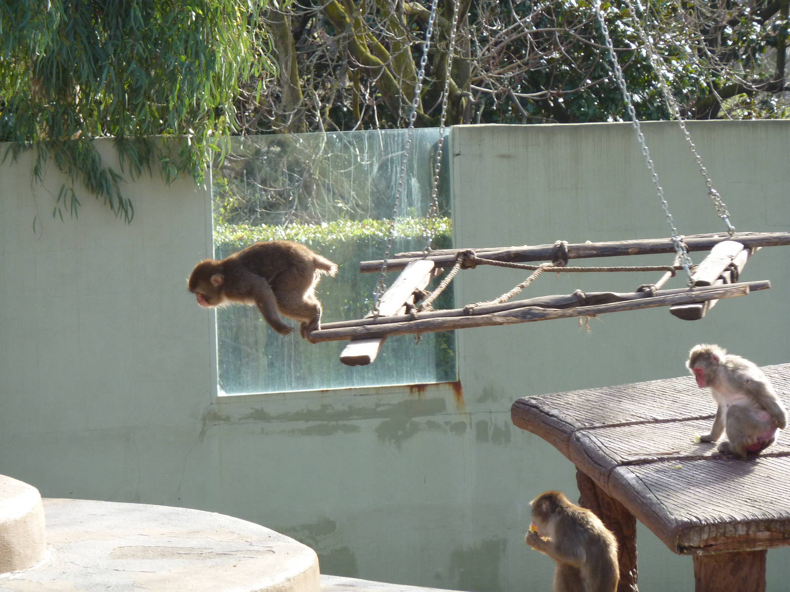Bioparco Roma - The jump