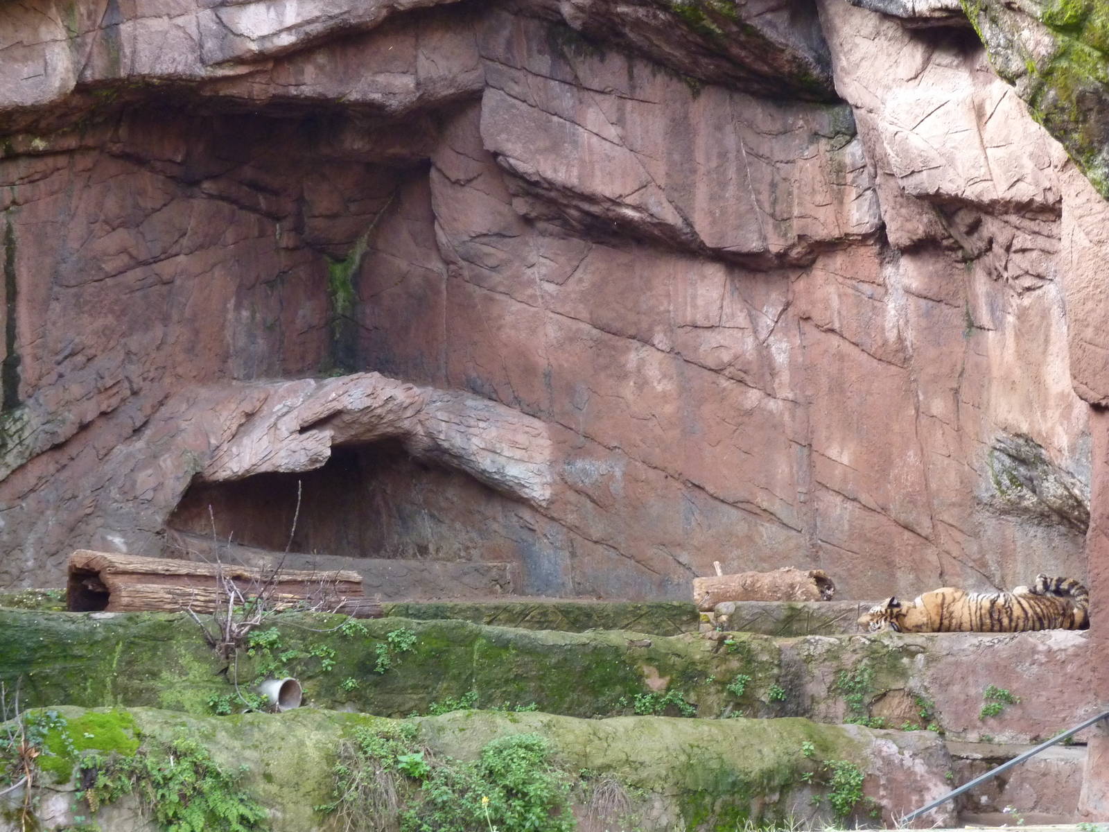 Bioparco Roma - Tiger enclosure
