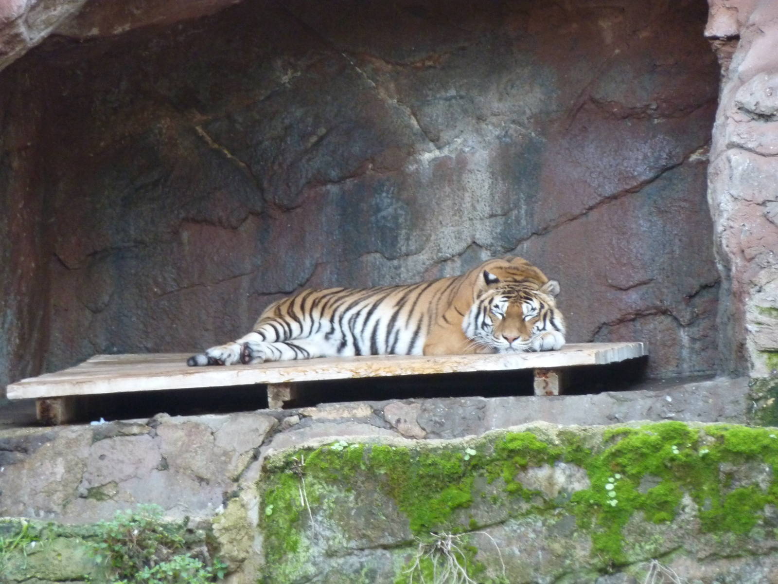 Bioparco Roma - Tiger