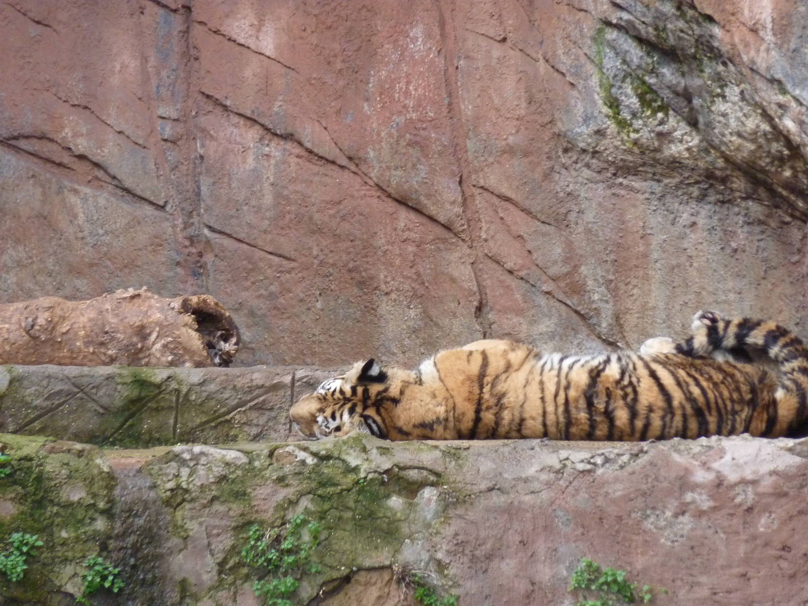 Bioparco Roma - Tiger