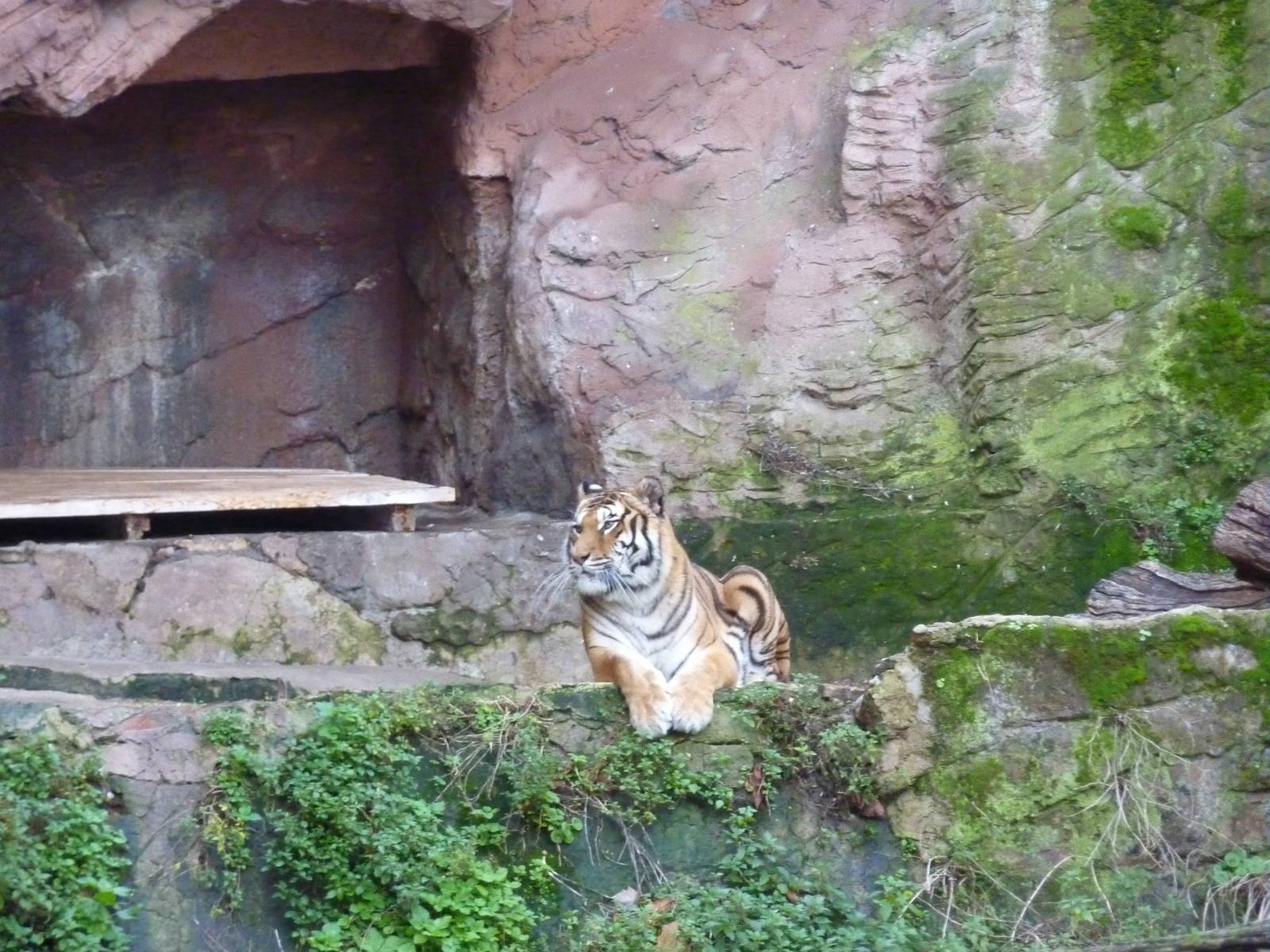 Bioparco Roma - Tiger