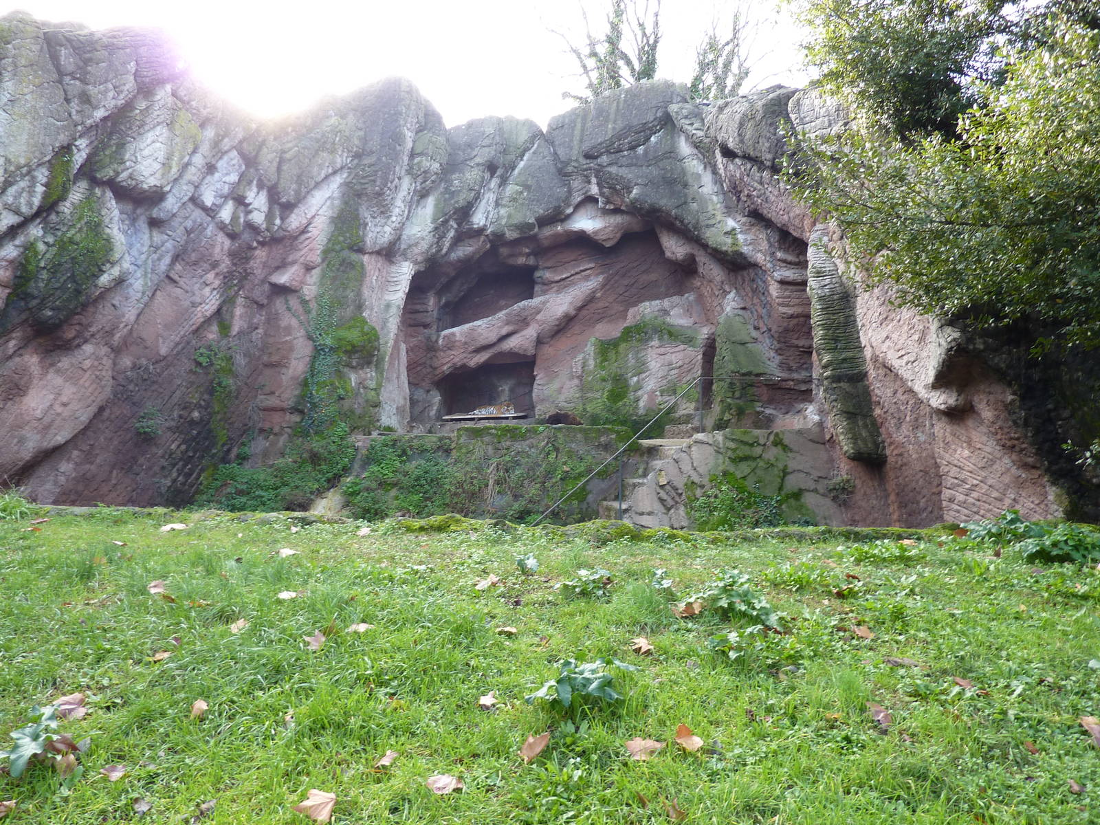 Bioparco Roma - Tiger