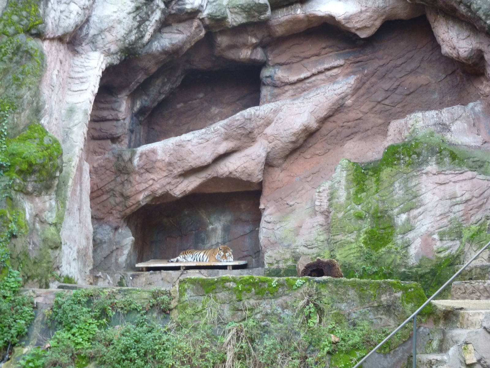 Bioparco Roma - Tiger