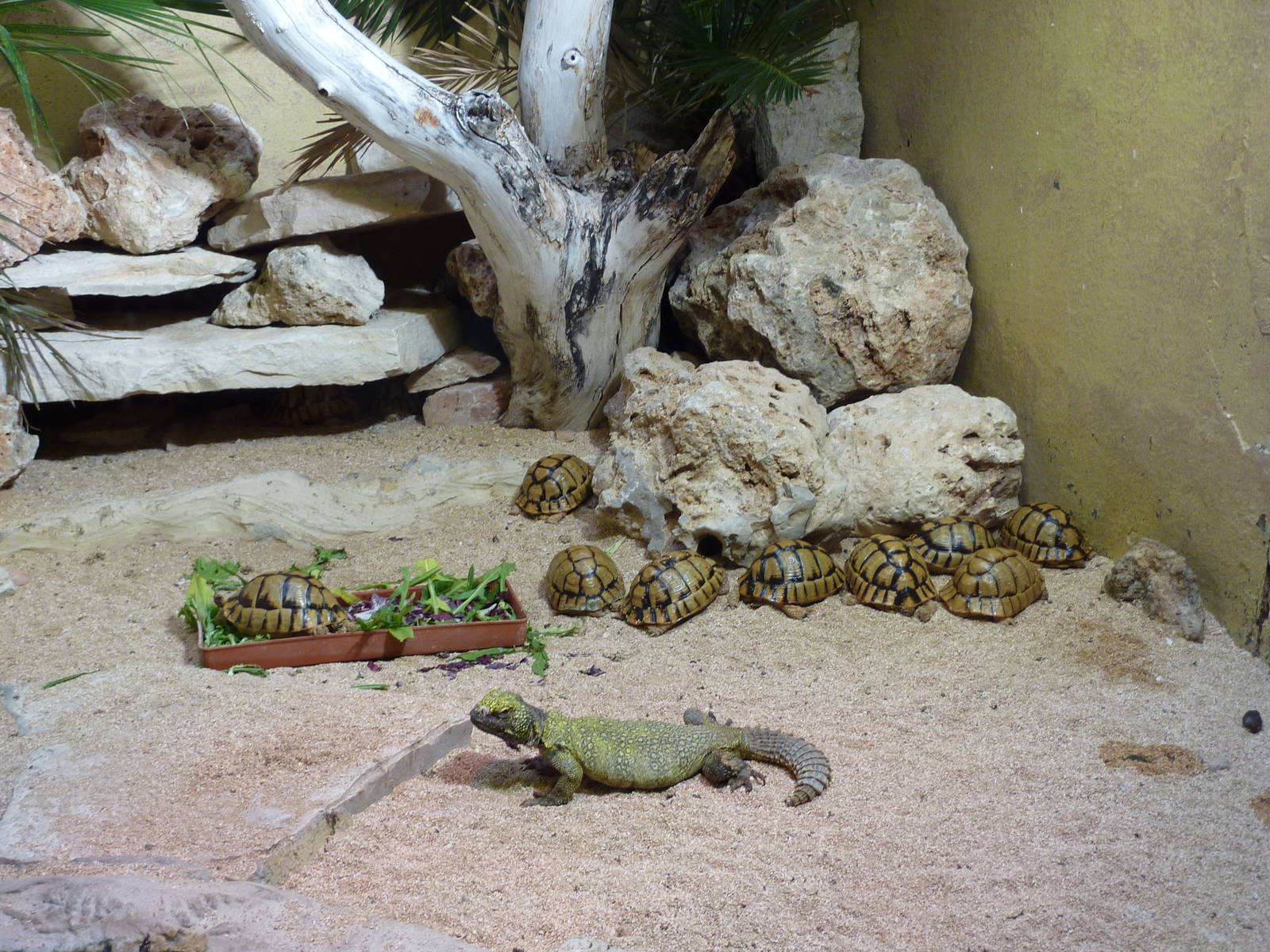 Bioparco Roma - Uromastyx + Egyptian tortoises