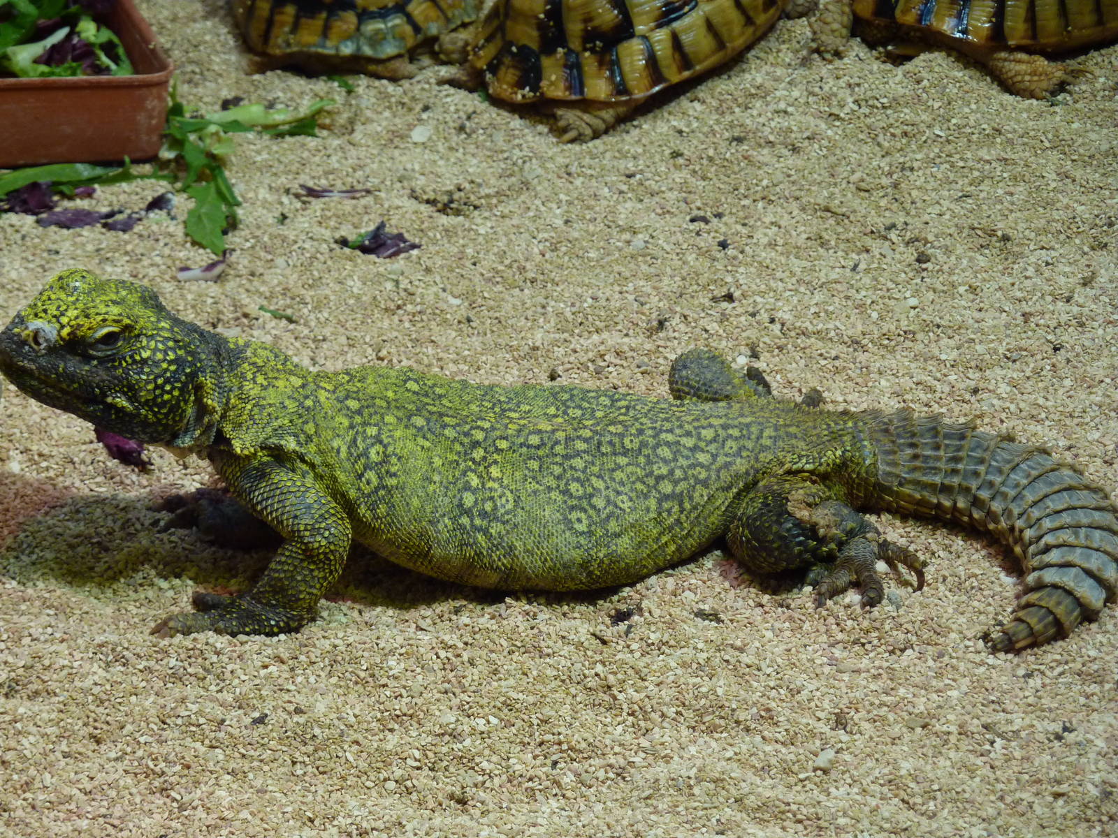Bioparco Roma - Uromastyx