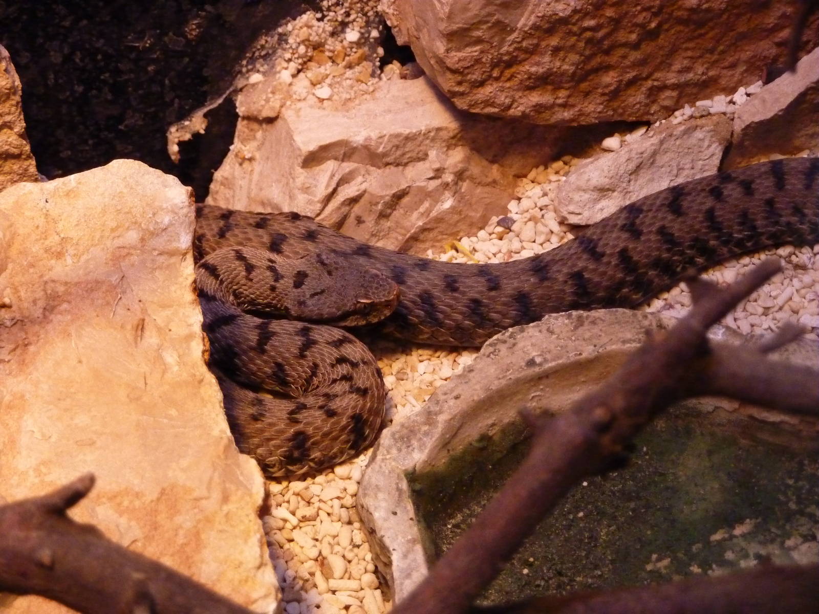 Bioparco Roma - Viper in Biodiversitalia