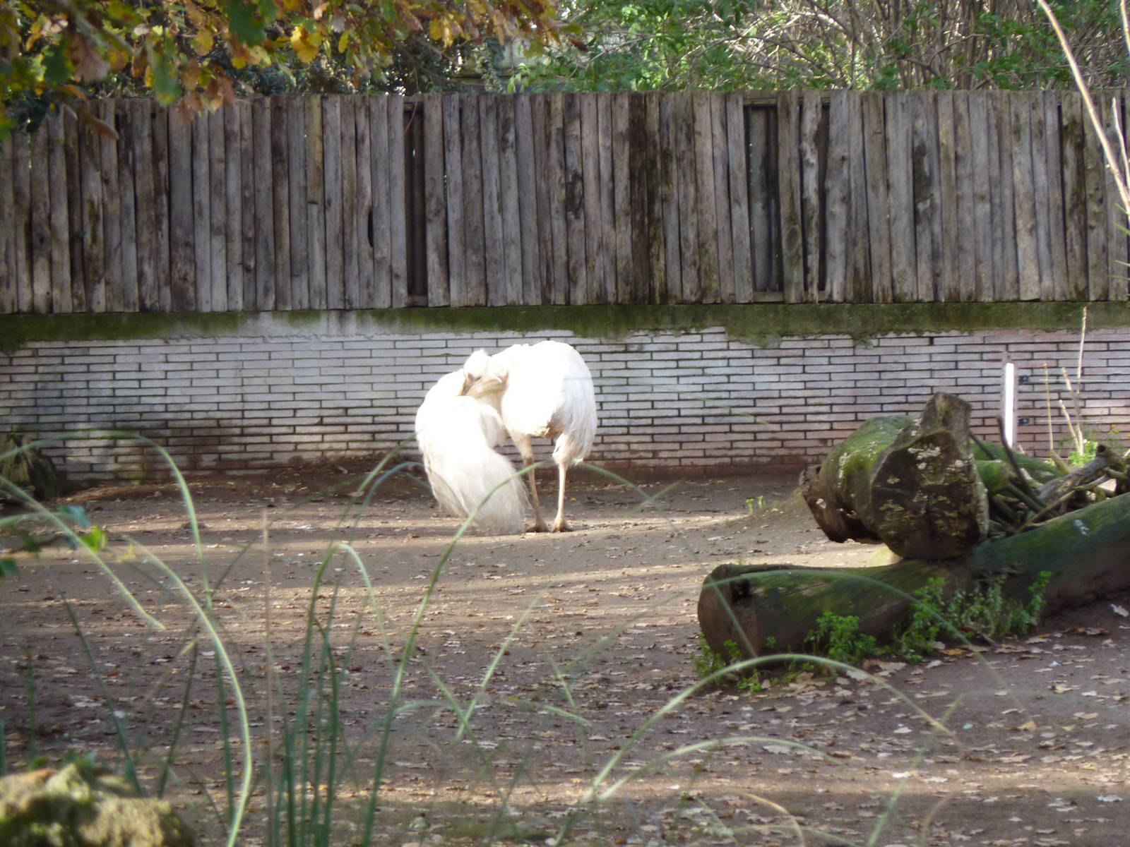 Bioparco Roma - White rhea