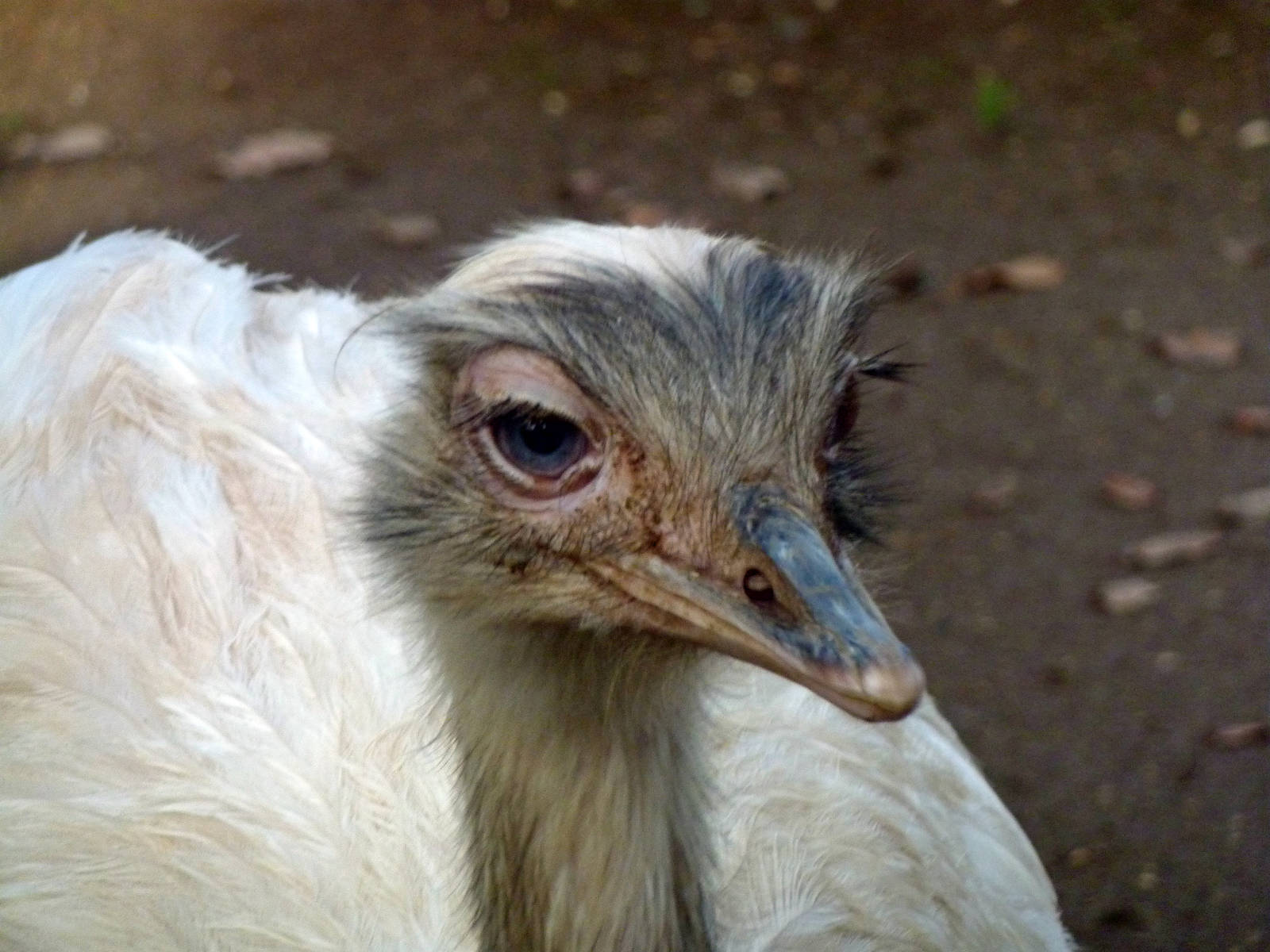 Bioparco Roma - White rhea