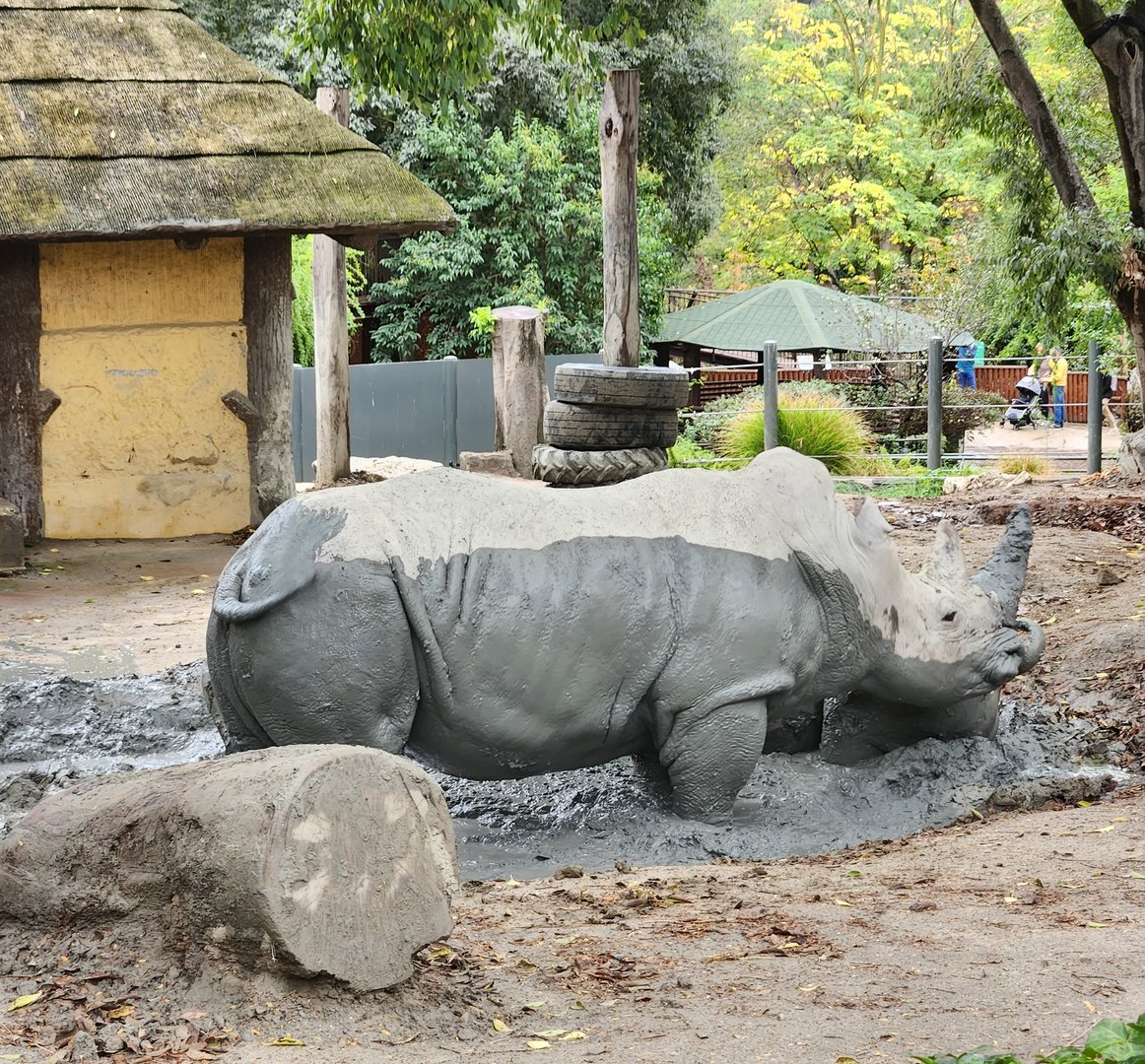 Bioparco Roma - White Rhinoceroses taking mud bath