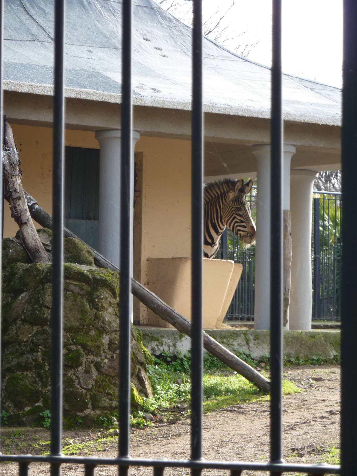 Bioparco Roma - Zebra