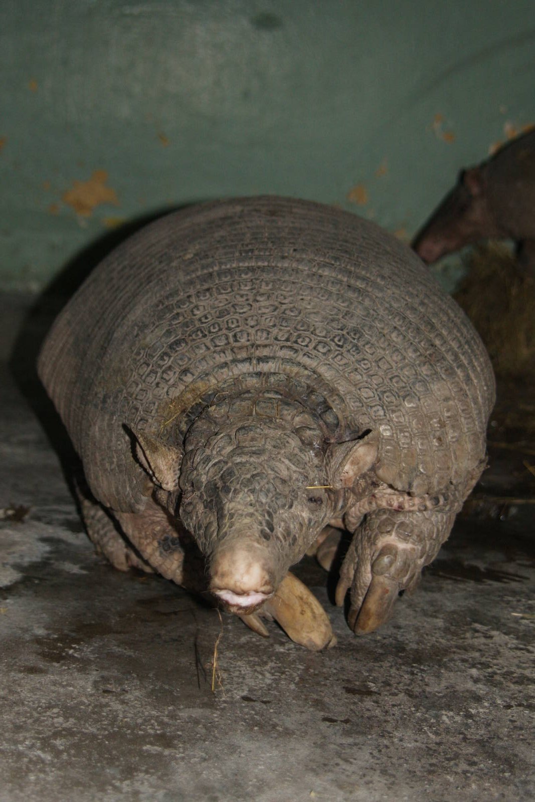 Bioparque Los Ocarros, Villavicencio, Colombia