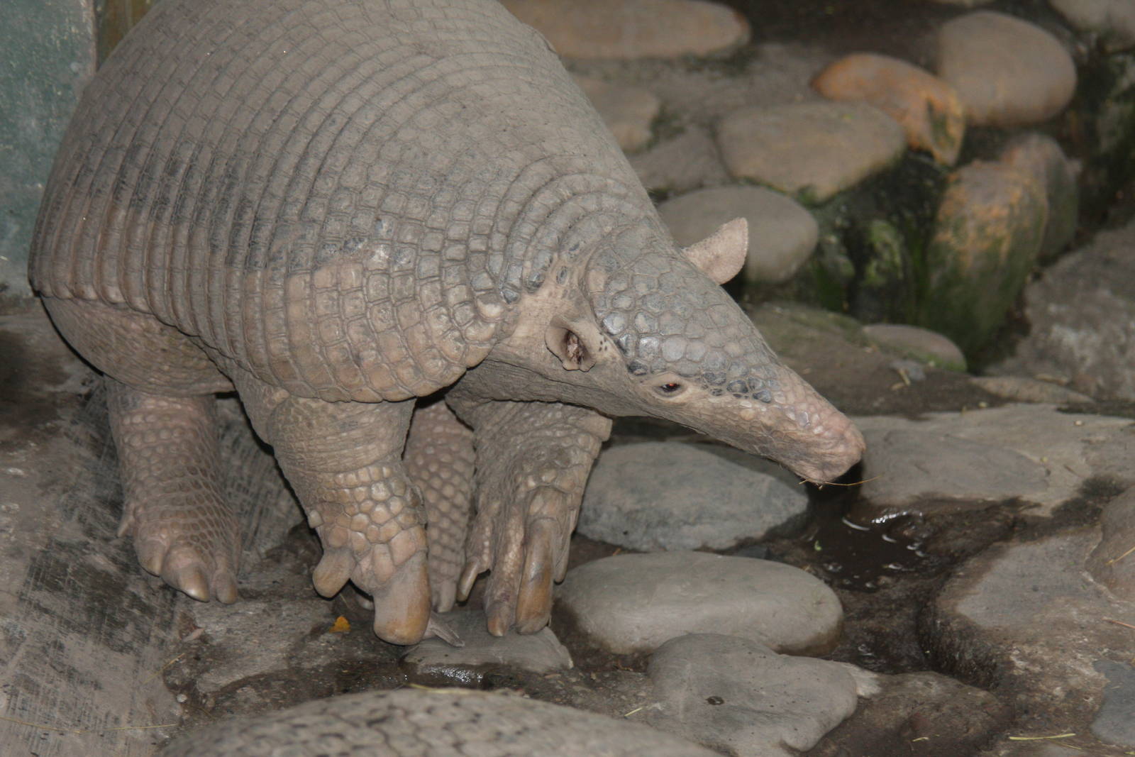 Bioparque Los Ocarros, Villavicencio, Colombia
