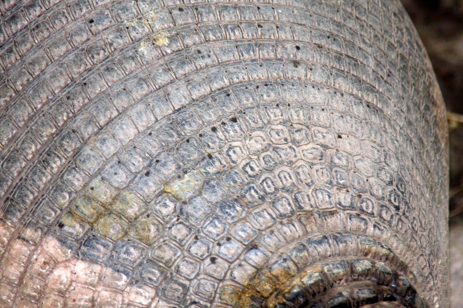 Bioparque Los Ocarros, Villavicencio, Colombia