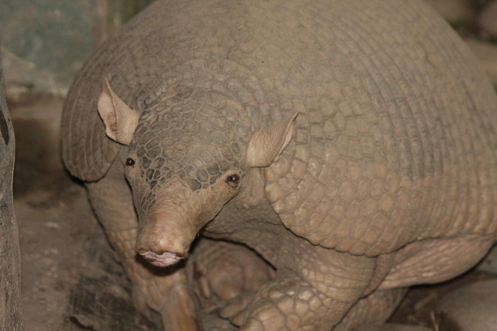 Bioparque Los Ocarros, Villavicencio, Colombia