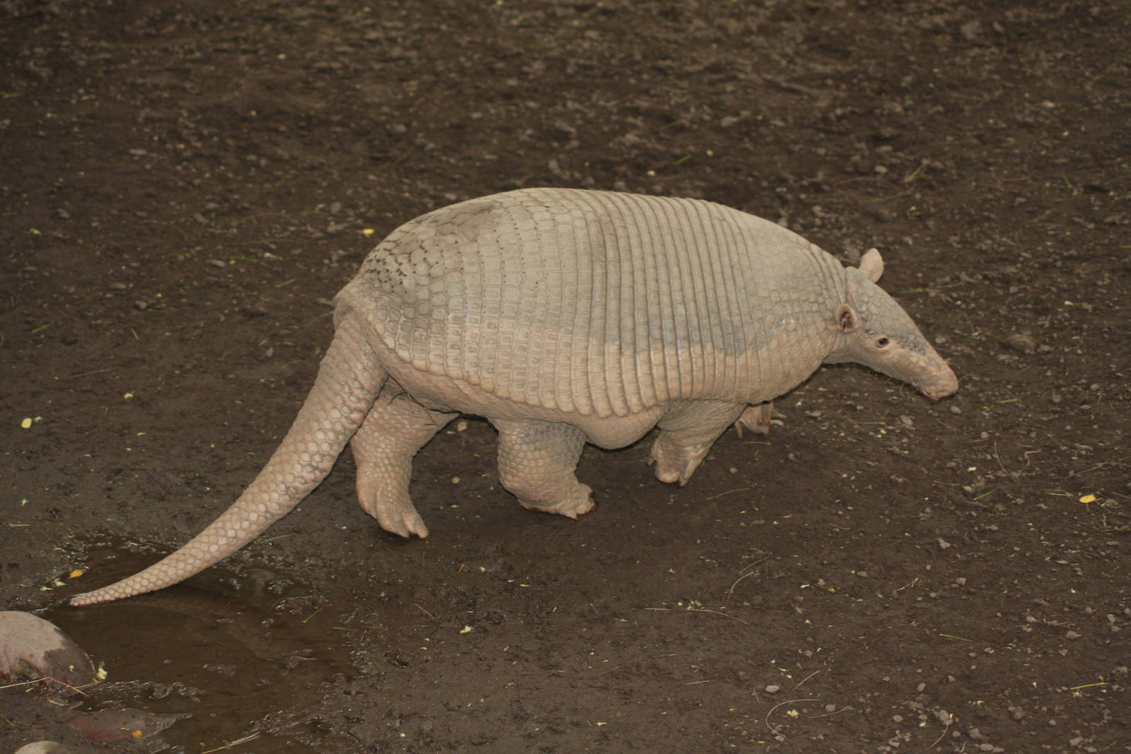 Bioparque Los Ocarros, Villavicencio, Colombia