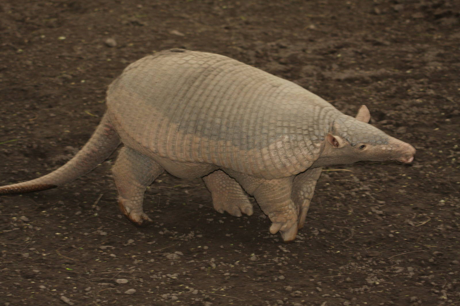 Bioparque Los Ocarros, Villavicencio, Colombia