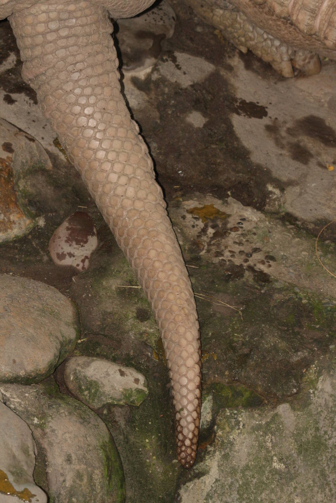 Bioparque Los Ocarros, Villavicencio, Colombia