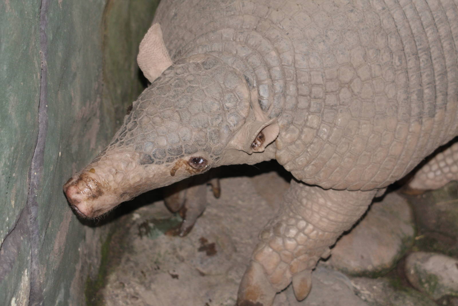 Bioparque Los Ocarros, Villavicencio, Colombia