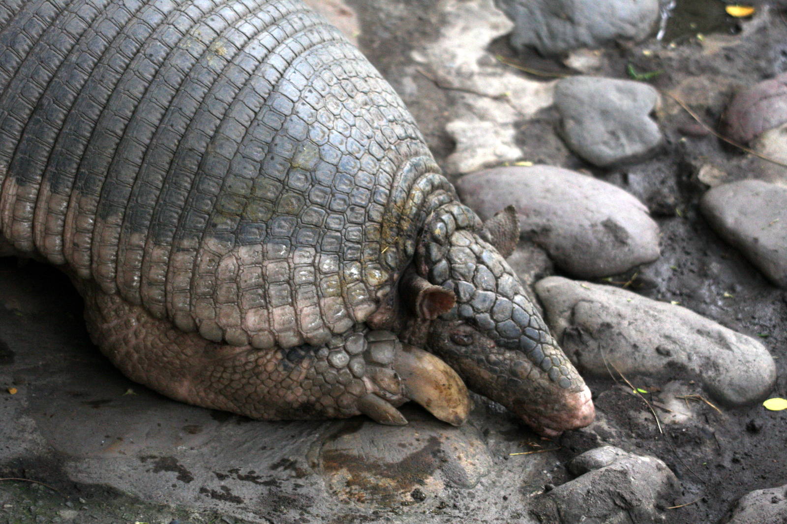Bioparque Los Ocarros, Villavicencio, Colombia