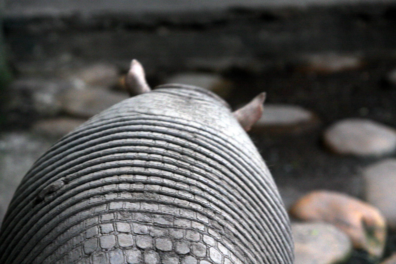 Bioparque Los Ocarros, Villavicencio, Colombia