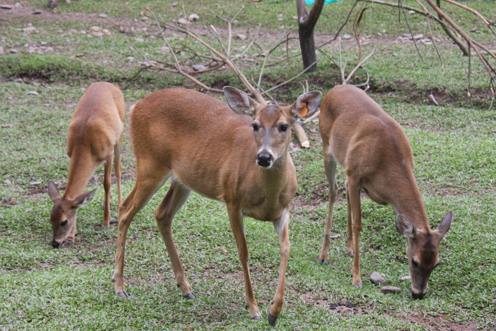 Bioparque Los Ocarros, Villavicencio, Colombia