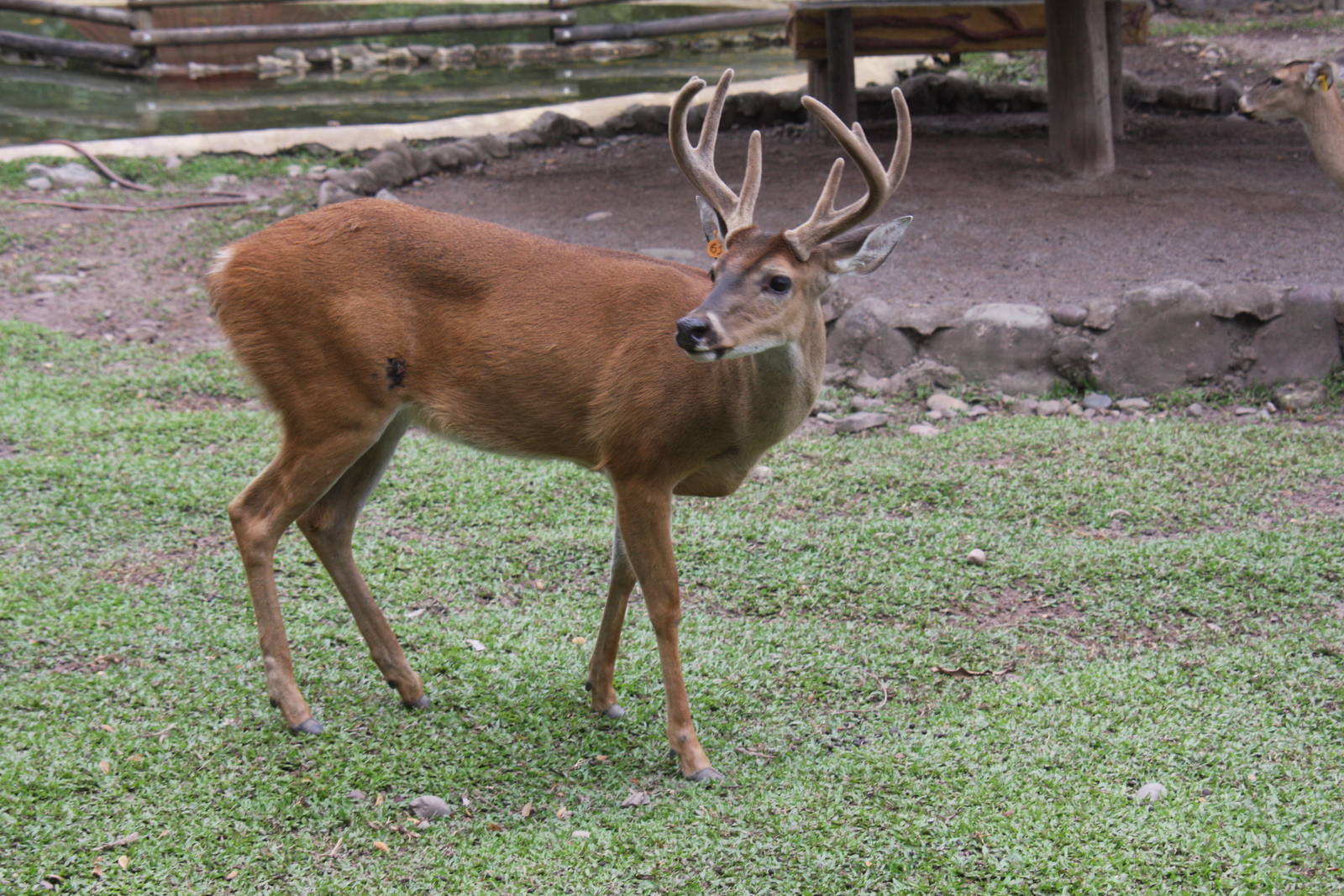Bioparque Los Ocarros, Villavicencio, Colombia