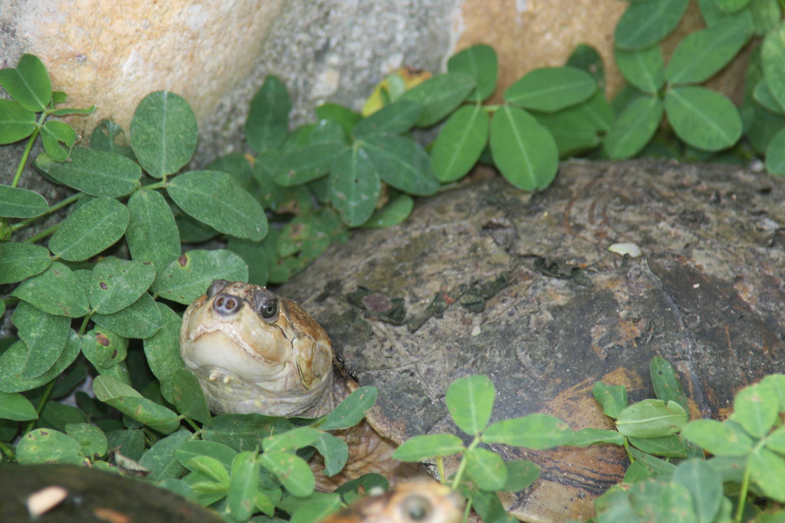 Bioparque Los Ocarros, Villavicencio, Colombia