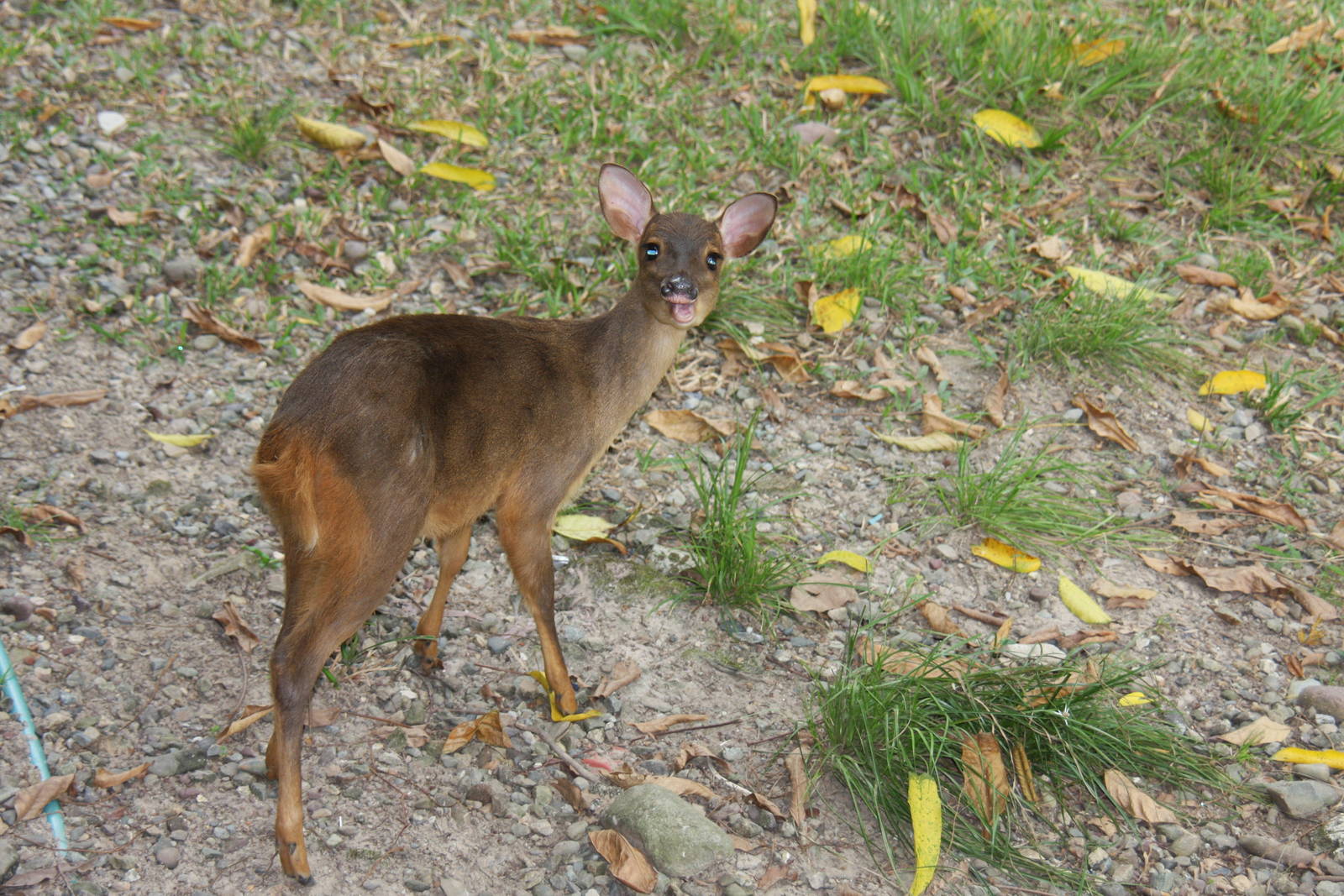 Bioparque Los Ocarros, Villavicencio, Colombia