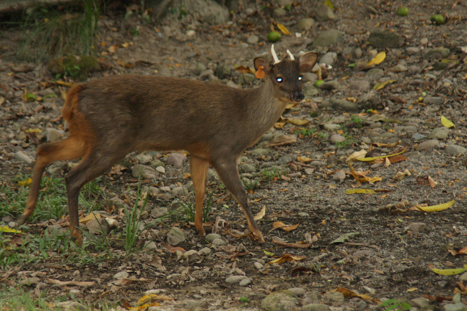 Bioparque Los Ocarros, Villavicencio, Colombia