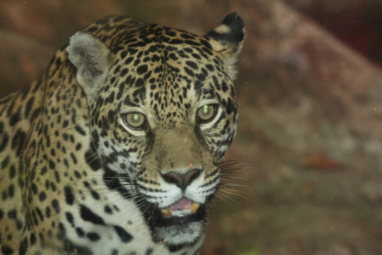 Bioparque Los Ocarros, Villavicencio, Colombia
