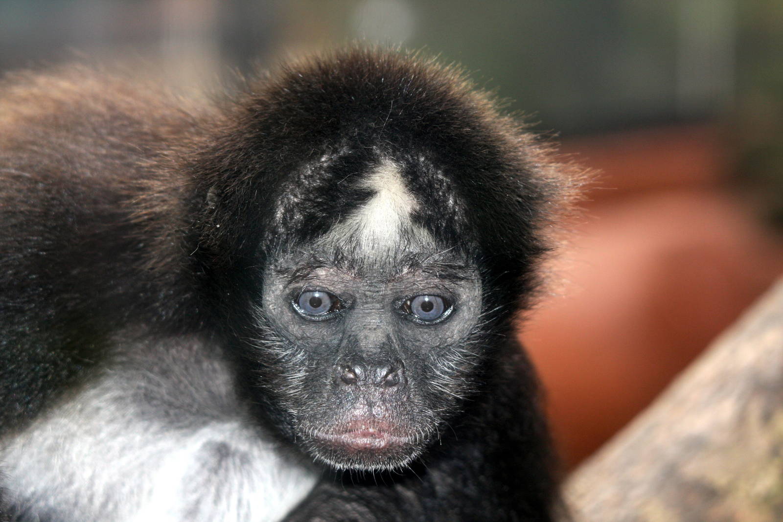 Bioparque Los Ocarros, Villavicencio, Colombia