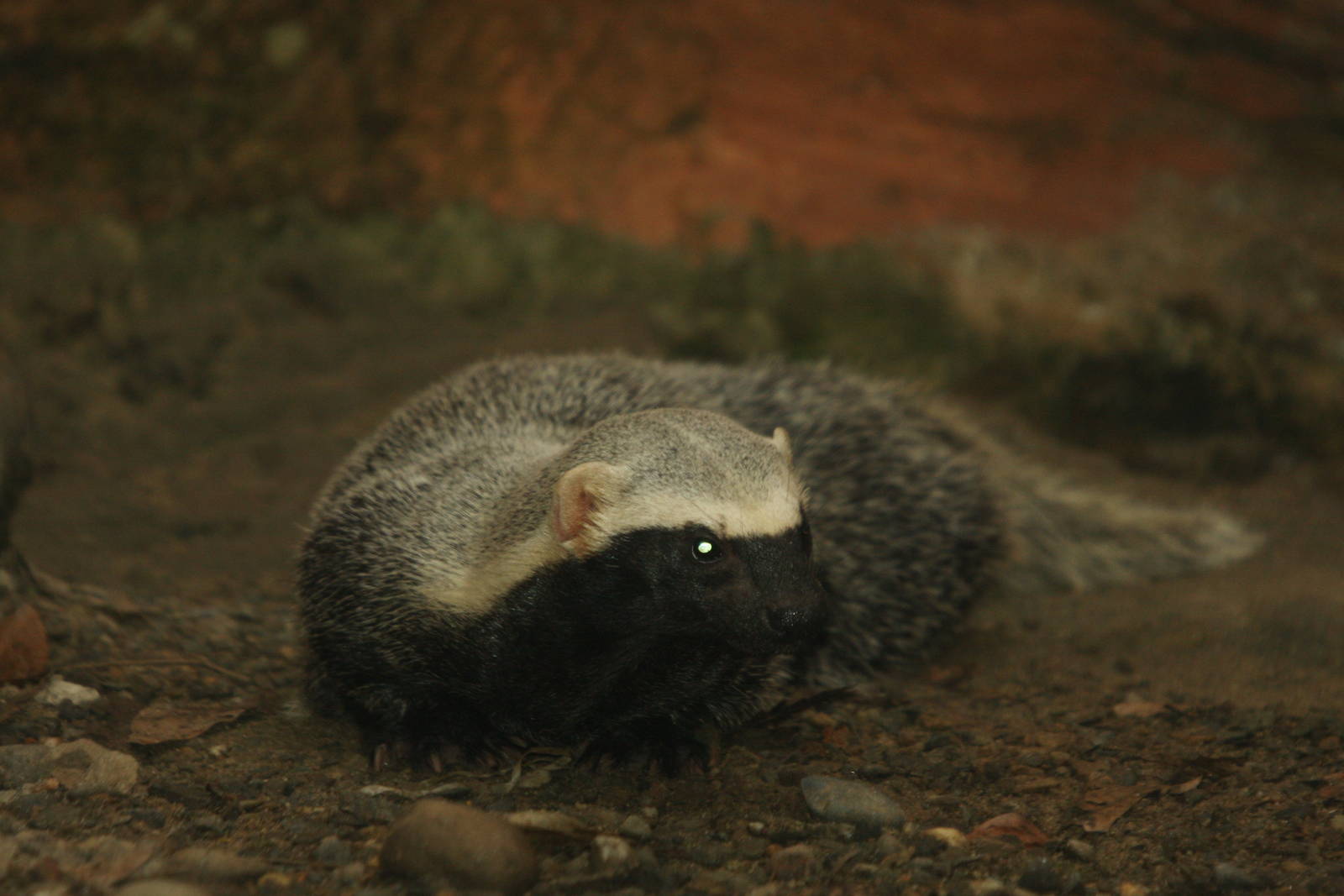 Bioparque Los Ocarros, Villavicencio, Colombia
