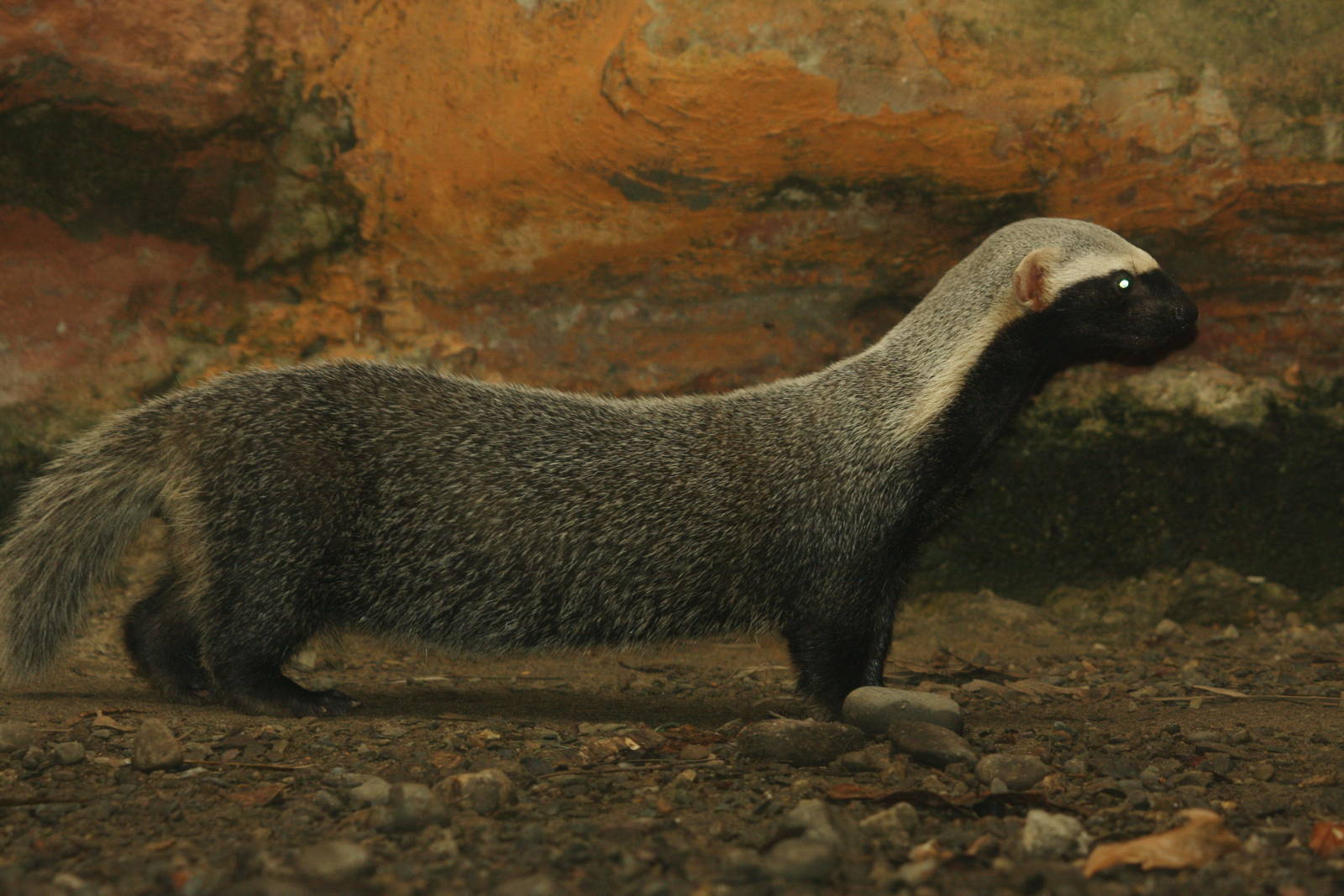 Bioparque Los Ocarros, Villavicencio, Colombia