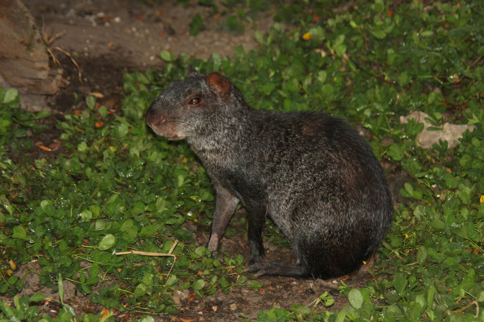 Bioparque Los Ocarros, Villavicencio, Colombia