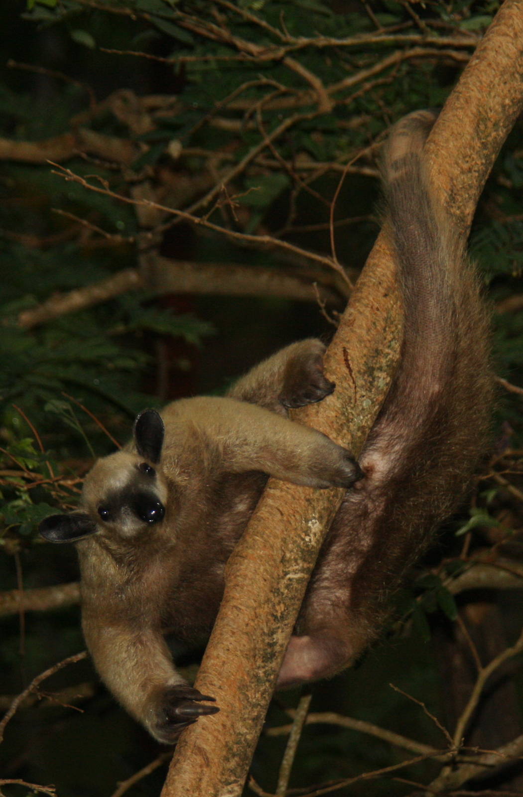 Bioparque Los Ocarros, Villavicencio, Colombia