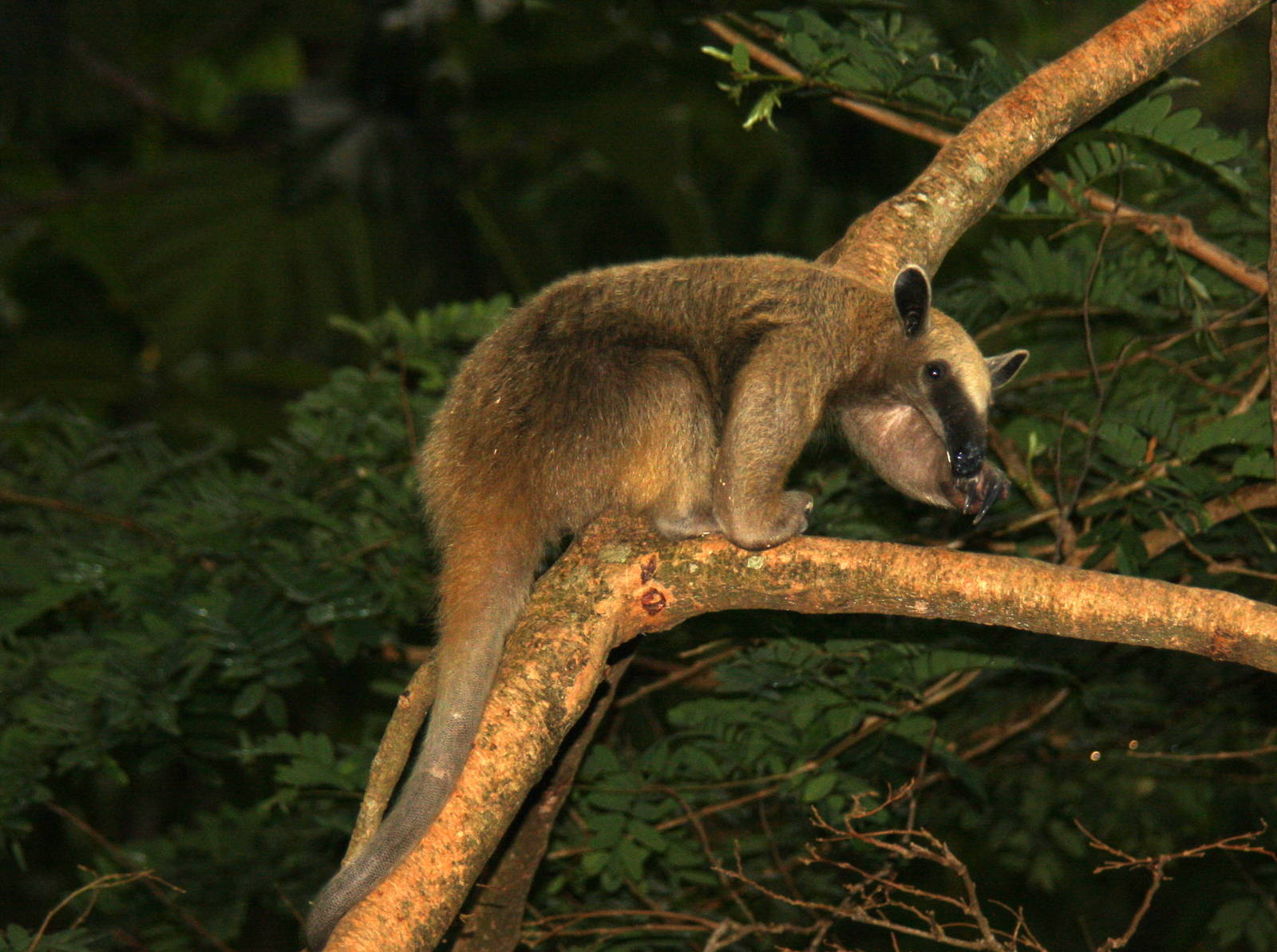 Bioparque Los Ocarros, Villavicencio, Colombia