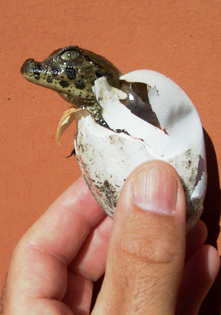 Bioparque M'Bopicuá (Uruguay)