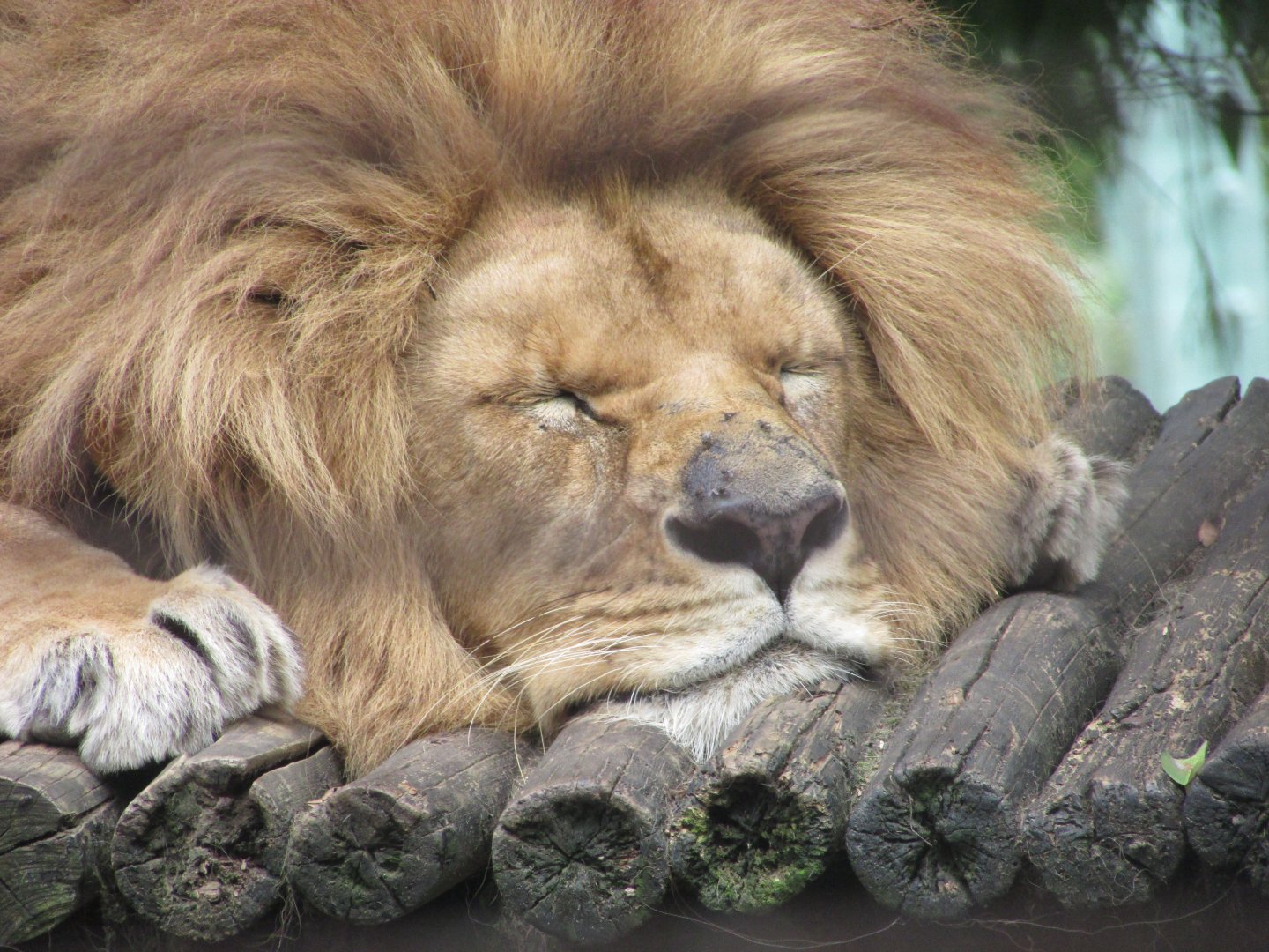 BioParque Zoo Pomerode - Angolan lion
