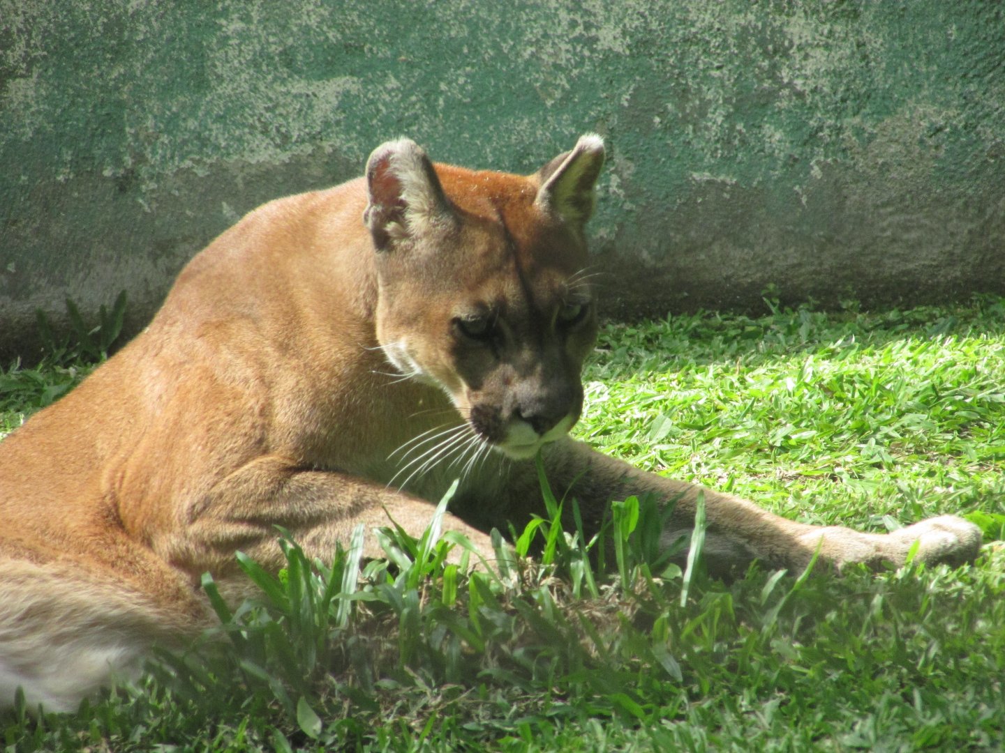 BioParque Zoo Pomerode - Another cougar
