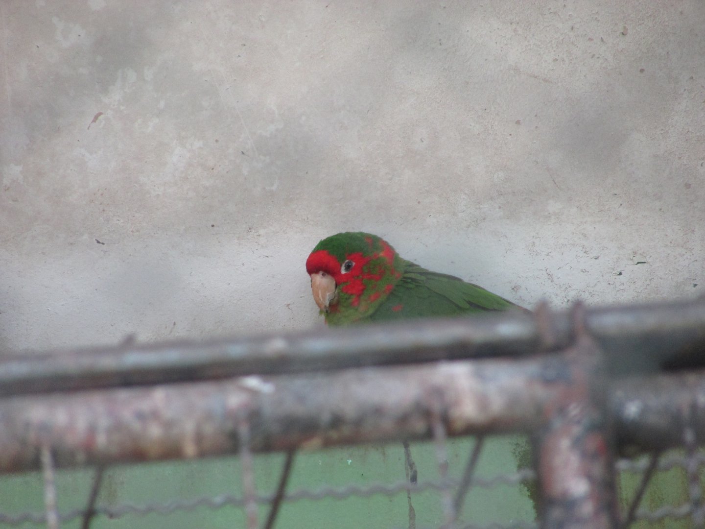 BioParque Zoo Pomerode - Another mitred conure