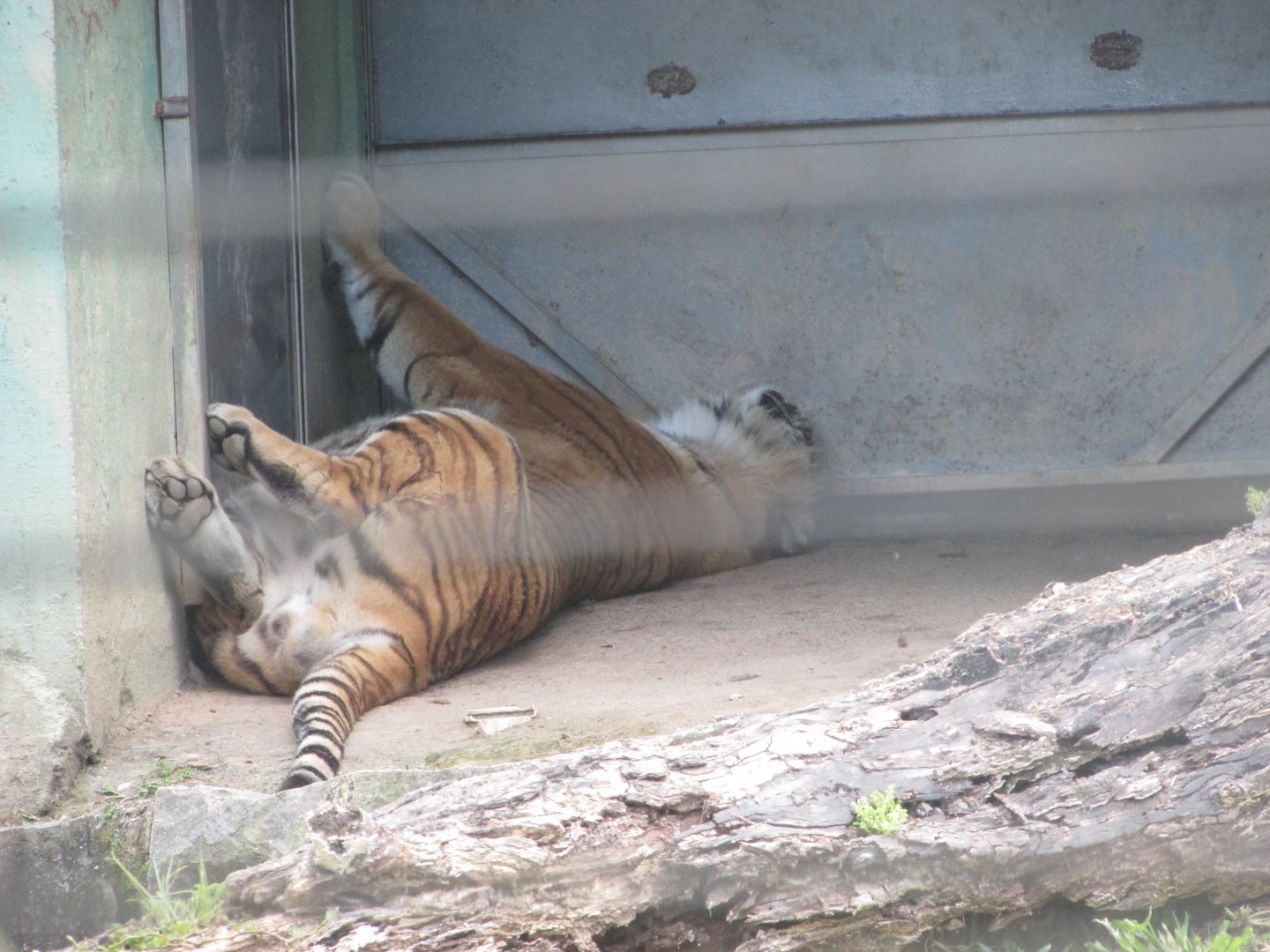 BioParque Zoo Pomerode - Another sleeping Siberian tiger