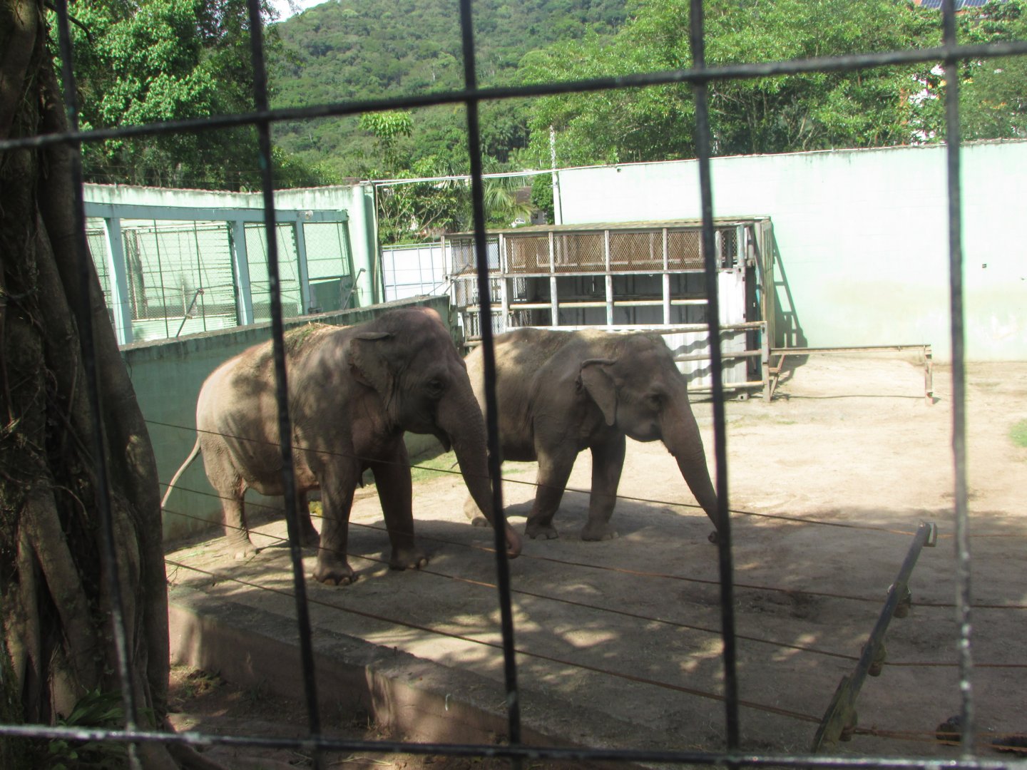 BioParque Zoo Pomerode - Asian elephants