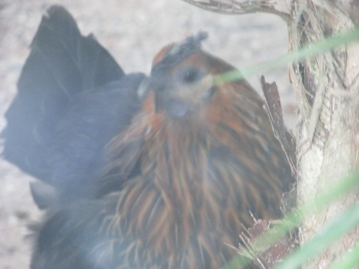 BioParque Zoo Pomerode - Bantam chicken?