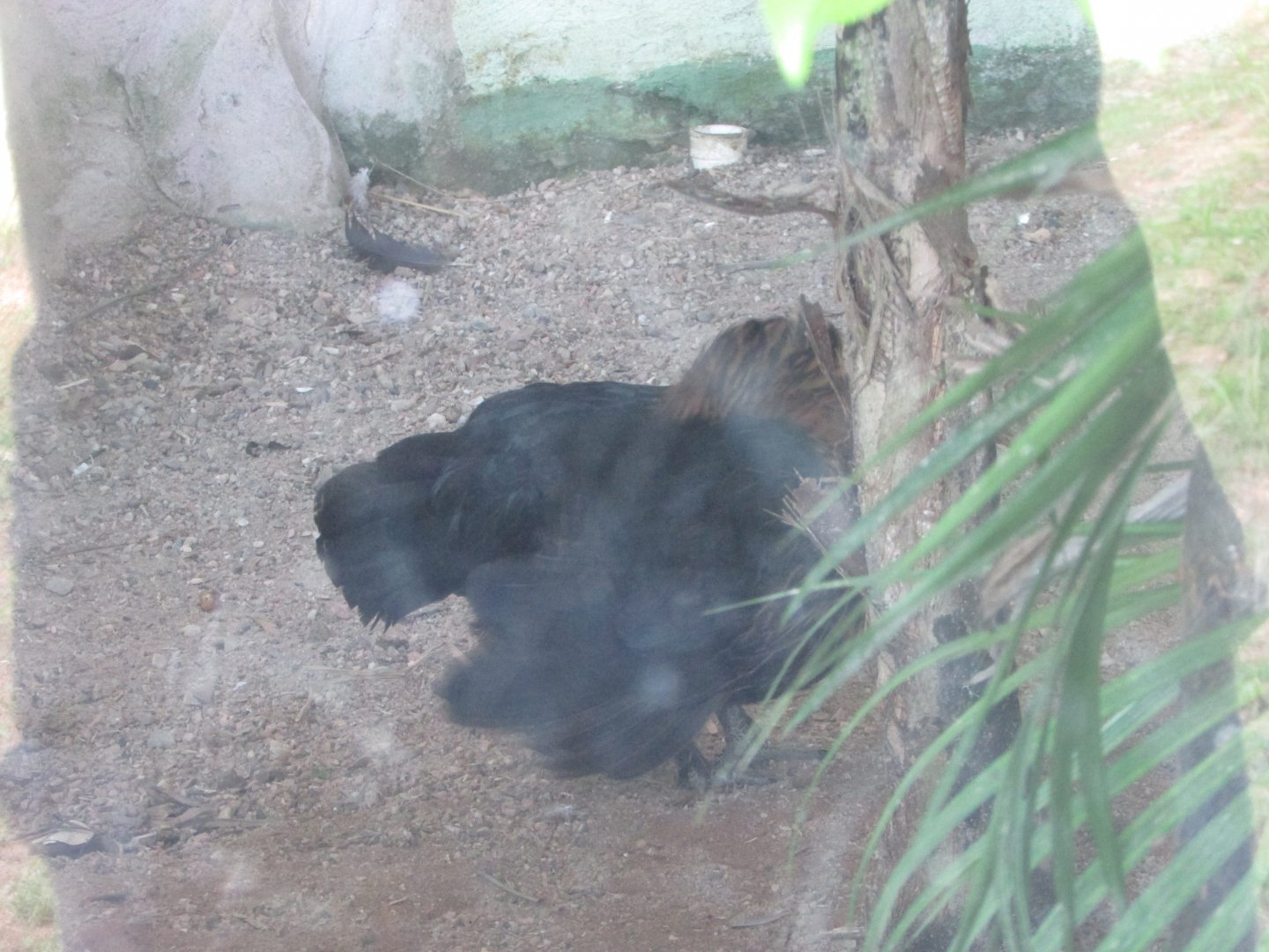 BioParque Zoo Pomerode - Bird ID?