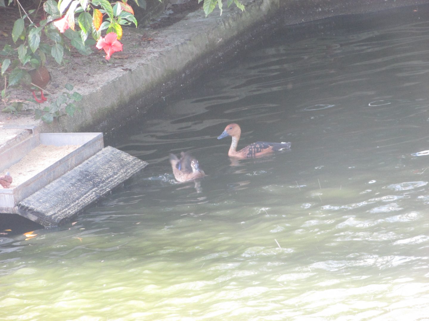 BioParque Zoo Pomerode - Bird ID?