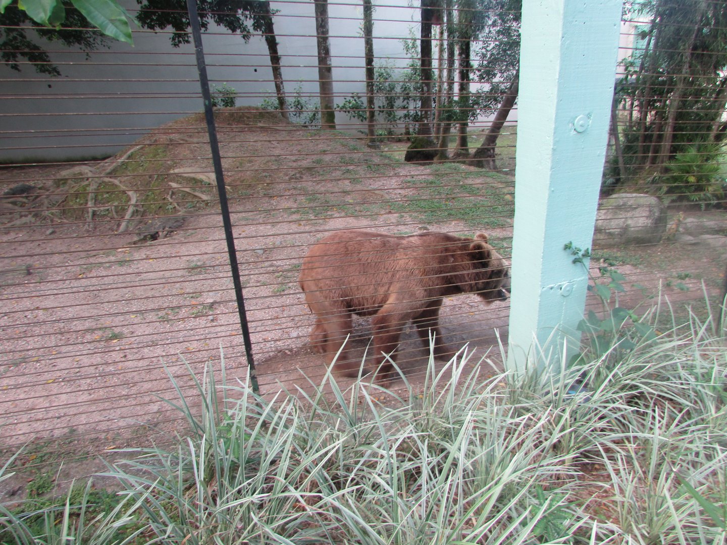 BioParque Zoo Pomerode - Brown bear