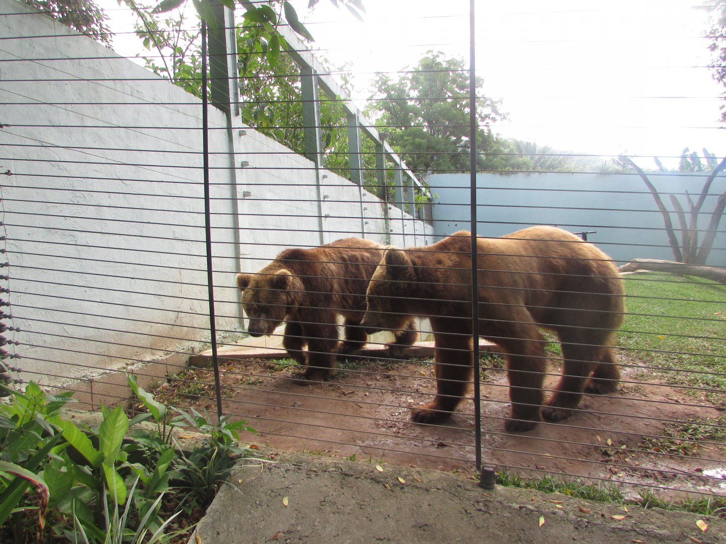 BioParque Zoo Pomerode - Brown bears
