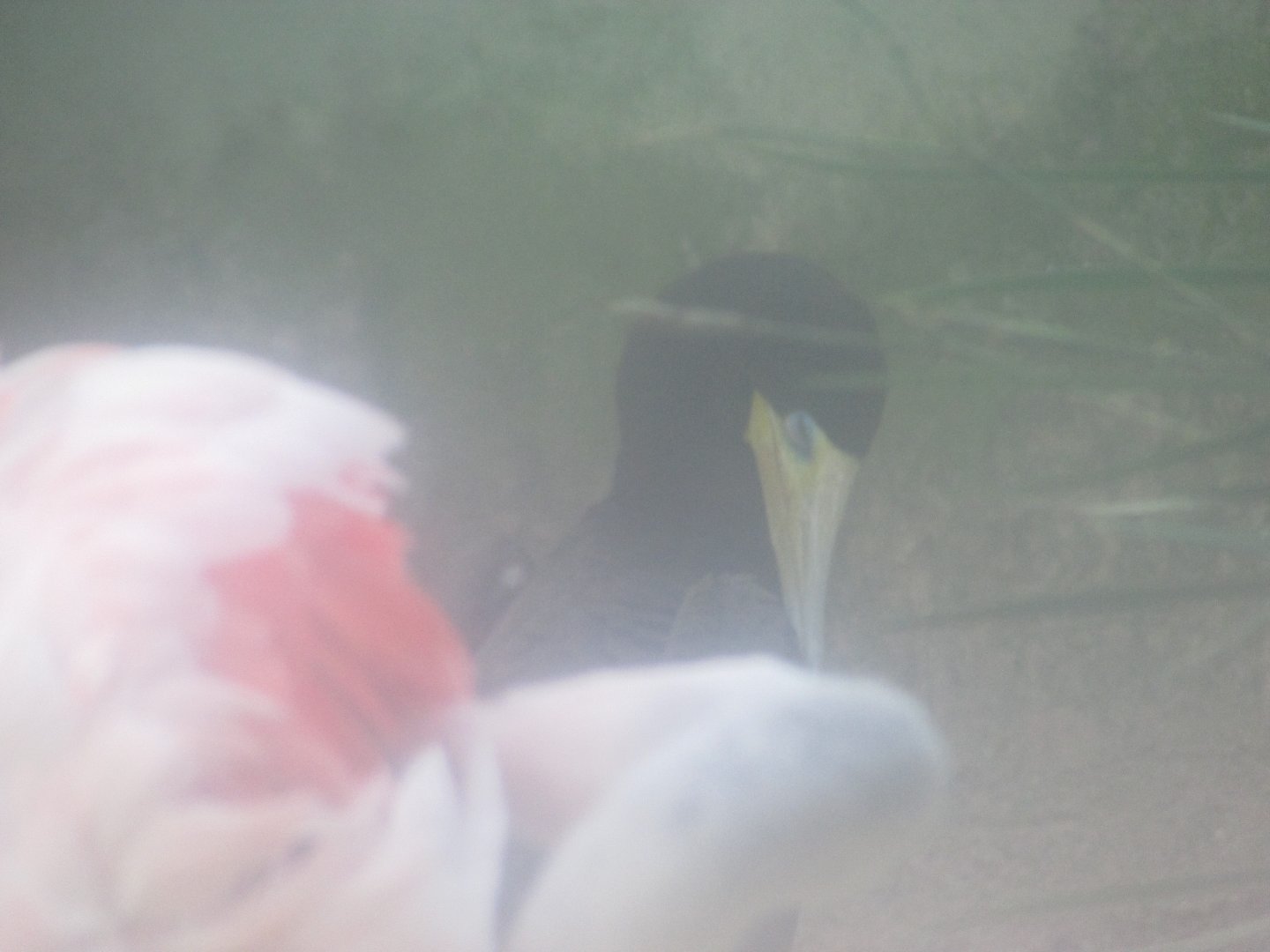 BioParque Zoo Pomerode - Brown booby