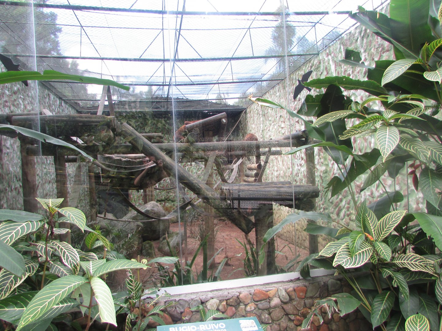 BioParque Zoo Pomerode - Brown howler exhibit