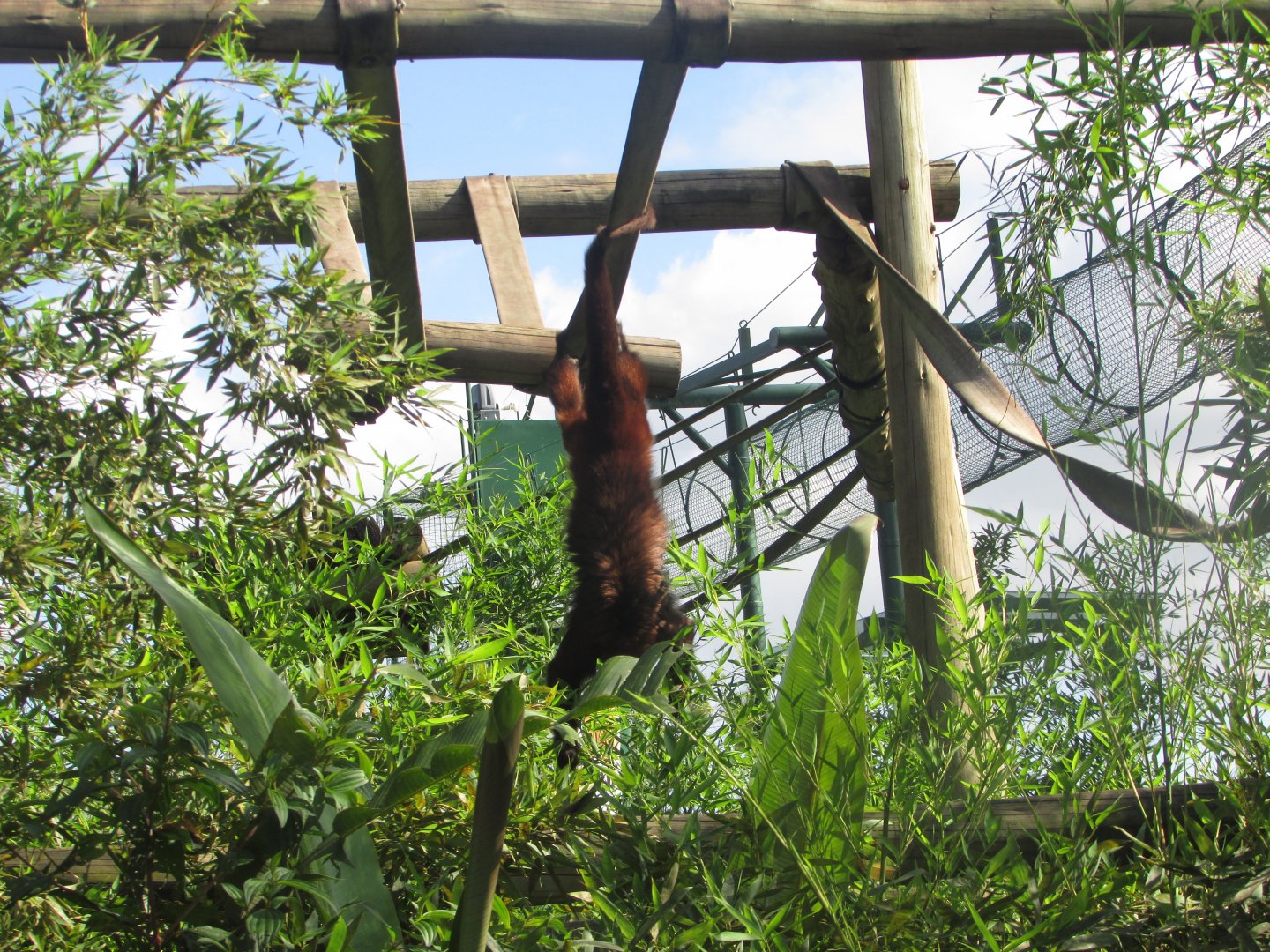 BioParque Zoo Pomerode - Brown howler